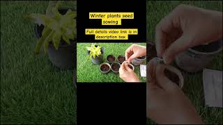 Winter plants seed sowing [upl. by Lilias]