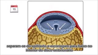Gastrulação em português  Terceira semana do desenvolvimento embrionário [upl. by Nuaj]