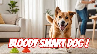 Teaching My Dog EPIC Tricks  Commands Easy amp Hilarious Tutorial  Dog Training  Funny Dog Video [upl. by Aisenet]