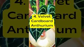 Tropical Rainforest Plants a Beginner Can Grow plants houseplants indoorplants tropicalplants [upl. by Ingold]