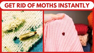 How To Get Rid Of A Moth Infestation Easy Steps That Actually Work [upl. by Ruffo]