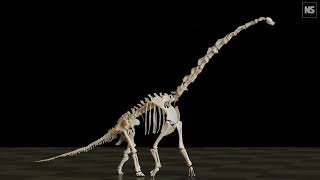 Longnecked sauropod dinosaurs had unusual way of walking [upl. by Klepac]