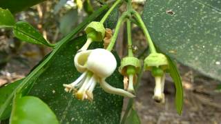 Flowering stage in Chakotha HannuPomeloPampara PanasaSadaphal Fruit Tree [upl. by Ki]