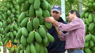 Papaya de Málaga madurada en árbol [upl. by Eelyek]