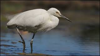 Little Egret Sounds [upl. by Graves]