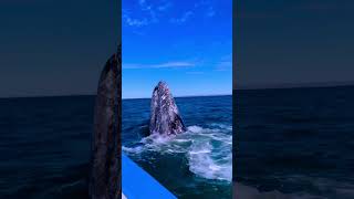 Amazing Whale in the Sea 🐋 So Beautiful AmaZing amazingvideo fish beautiful whale whaleshark [upl. by Enilra]