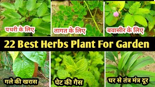 22 Best Herbs Plant For Garden  यह 22औषधीय पौधे गार्डन में जरूर लगाएं  Home Garden [upl. by Leslie328]