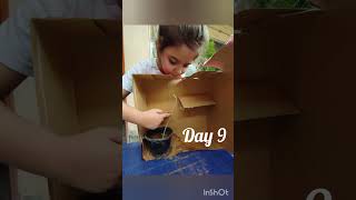 How to make a plant maze and show the process of phototropism🥦😇 kids [upl. by Christabelle]