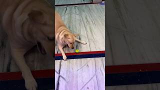 Mimi ka reaction dekho naya toys dekh kar dogtraining cutedog labrador dog shorts [upl. by Yrallam]