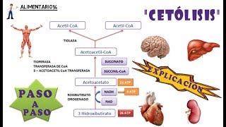 Cetolisis  Metabolismo de Lípidos  Explicación  Vídeos Educativos [upl. by Sirahs]