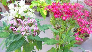 Pentas Plant  Winter Care Of This Beautiful Flowering Plant  Tips For Maximum Blooming [upl. by Pyne548]