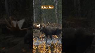 Troy and Butch call in this 70quot bull moose and getting it within bow range MooseHunting [upl. by Garrik105]