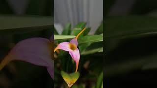 Masdevallia Hybrid orchid orquídea masdevallia [upl. by Margarette126]