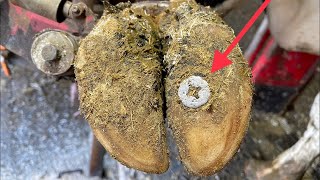 ASMR COW Hoof Cleaning l Animal Foot Cleaning [upl. by Ivan974]