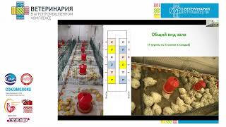 Spiridonov DN The use of muramidase to increase the productivity of broilers throughadjustment [upl. by Tsai]