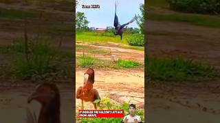 Con gà đã né được sự truy sát của con chim ưng một cách rất dễ dàng  Eagle hunting falcon animals [upl. by Florian]