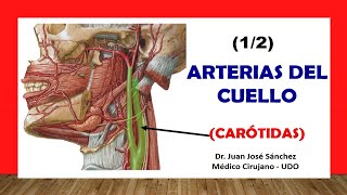 🥇 ARTERIA CARÓTIDA Y SUS RAMAS ¡Fácil y Sencillo [upl. by Kosaka217]