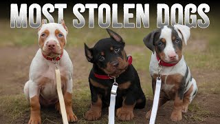 What Makes These 10 Dog Breeds SO Desirable to Thieves [upl. by Asehr]