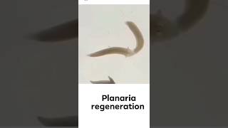 planaria Regeneration Practical🔥😱 shorts planaria régénération shirazivillagevlog [upl. by Ardin]