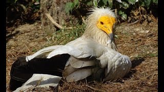 Le Vautour Percnoptère est un charognard  Le Parc aux Oiseaux  Villars les Dombes Ain France [upl. by Stephanus]