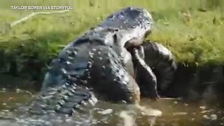 YIKES Man records video of massive alligator eating another gator whole [upl. by Judie]