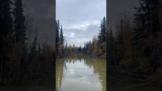 The Garrison Slough in Eielson AFB Alaska during late September 2024 [upl. by Rossner]