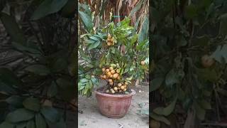 New technique for growing longan plant longangrafting longan farming viral shorts [upl. by Anawahs613]