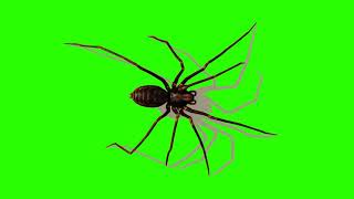 FREE HD Green Screen  CRAWLING WALKING SPIDER [upl. by Kired311]