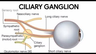 CILIARY GANGLION ANATOMY ciliary ganglion roots branches  keep learning [upl. by Ennovoj332]