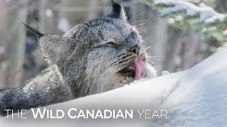 A Wild Canadian Lynx And A Cameraman Develop An Amazing Relationship  Wild Canadian Year [upl. by Madson720]