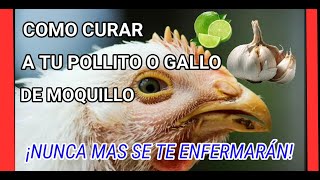 Como curar el moquillo y bronquitis a tus pollitos Gallos y gallinas [upl. by Estis]