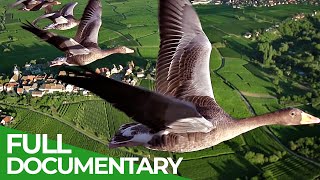 Birds of Passage  A Secret Journey Through the Skies  Free Documentary Nature [upl. by Kati246]