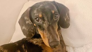 MINI DACHSHUND SUFFERS FROM INSOMNIA AND GETS INTO MISCHIEF [upl. by Emya]