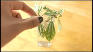 How to Propagate the Aluminum Plant or Pilea Cadierei [upl. by Thad196]