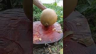 Peel the young orange coconut with precise skills shortvideo fruit asmr shorts [upl. by Brenner]