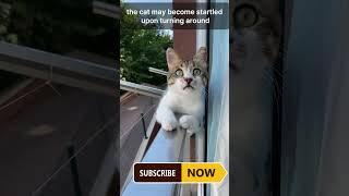 Why Cats Scared to Cucumber facts of cats Animals Surprising facts [upl. by Kalin]