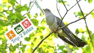 Common cuckoo  Singing birds  Birds in the spring  Common cuckoo calling [upl. by Aivilo388]