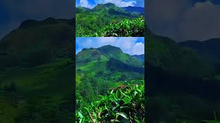 Ceylon tea tea srilanka vibes [upl. by Ibok]