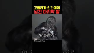 고릴라가 인간에게 남긴 마지막 말 [upl. by Introk]