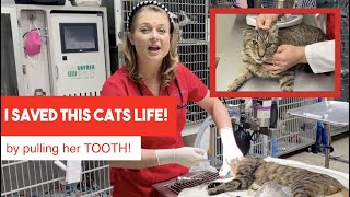 I SAVED THIS CATS LIFE by pulling her tooth [upl. by Popelka64]