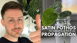 How to Propagate a Satin Pothos Scindapsus Pictus houseplant satin pothos propagation [upl. by Yadroc]