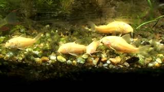 How to Care Guide Albino Cory Cats [upl. by Hsot]