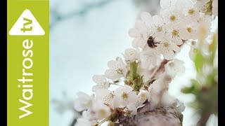 Cherries  Waitrose TV Ad [upl. by Parik]