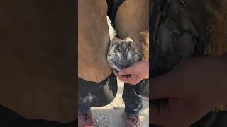 Friendship in Action Horse Hoof Care ❤️ Shorts subscribenow Mr stoic [upl. by Enibas696]