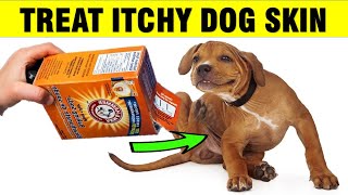 How To Treat Itchy Dog Skin at Home Naturally [upl. by Belmonte]