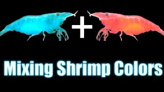 Mixing Shrimp Colors  Neocaridina Genetics [upl. by Skipp]