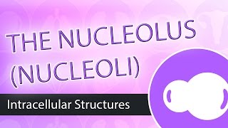 Intracellular Structures The Nucleolus [upl. by Mylo397]