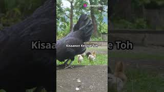 Kadaknath hen interesting facts shorts ytshots [upl. by Vachell]