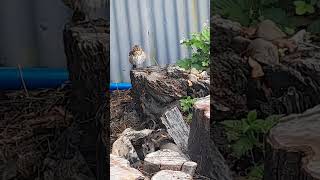 Thrush preening [upl. by Abbate]