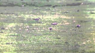 Whimbrel  Holme Fleet Cowpen Bewley Marsh Durham [upl. by Nwaf687]